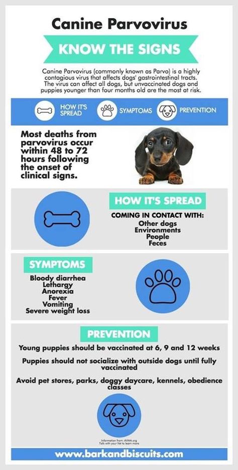 Know the signs of parvovirus Vet Tech School, Veterinary Tech, Vet Tech Student, Vet Technician, Veterinary Assistant, Vet Medicine, Vet Assistant, Vet School, Vet Med