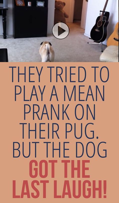 Mean Pranks, Yik Yak, Whatsapp Videos, Pug Pictures, The Last Laugh, Blueberry Muffin, Pugs Funny, Daily Funny, Pug Love