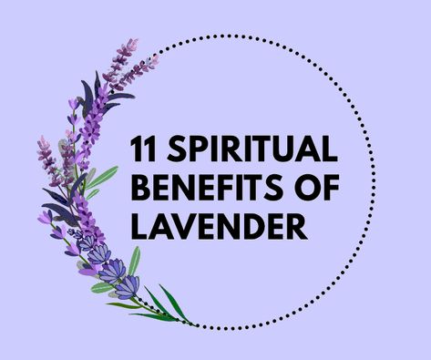 Lavender Tea Benefits, Benefits Of Lavender, Potted Lavender, Honey Oil, Lavender Benefits, Lavender Herb, Lavender Water, Lavender Eye Pillows, Fresh Lavender