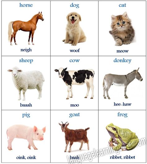 Animals And Their Sounds In English - Learn English,vocabulary,english 6C5 Animal Sounds Activity, Animals And Their Sounds, Sounds In English, Animal Pictures For Kids, Farm Animals Preschool, Animals Name In English, Study German, Childrens Alphabet, Sound Picture