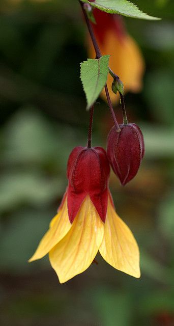 Abutilon (Schönmalve, Zimmerahorn) Unusual Flowers, Airbrush Art, Rare Flowers, Unique Flowers, Red And Yellow, Exotic Flowers, Flower Beauty, Beautiful Blooms, Art Photo