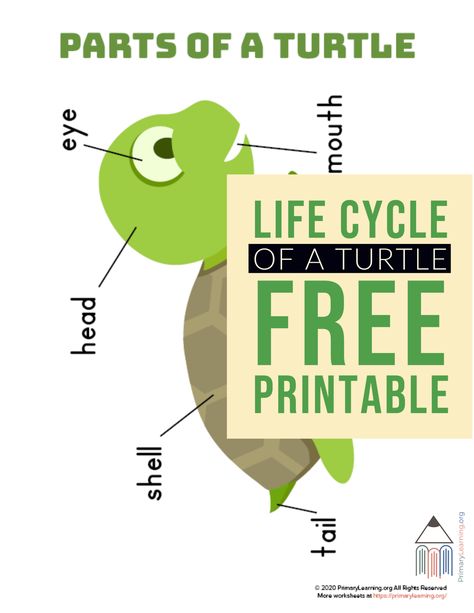 This worksheet allows students to learn the parts of a turtle. #science #lifecycle #worksheets #activities #turtlelifecycle https://primarylearning.org/worksheet/parts-of-a-turtle/?utm_source=pinterest&utm_medium=social&utm_campaign=science&utm_term=life_cycles&utm_content=turtle Sea Turtle Life Cycle, Turtle Life Cycle, Science Life Cycles, Cycle For Kids, Turtle Facts, Life Cycles Activities, Free Homeschool Resources, Homeschool Lesson, Word Bank