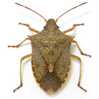 Brown Bugs, Bugs Drawing, Stink Bug, Bug Costume, Shield Bugs, Squash Bugs, Bug Tattoo, Sneaker Posters, Stink Bugs