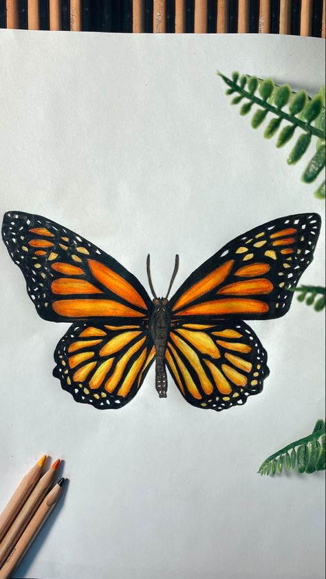 Coloured Butterfly Drawing, Aesthetic Colour Pencil Drawing, Butterfly Drawing Painting, Colored Pencil Butterfly, Buterfluffy Drawings, Butterfly Realistic Drawing, Big Butterfly Drawing, Butterfly Drawing With Color, Butterfly Drawing Colorful