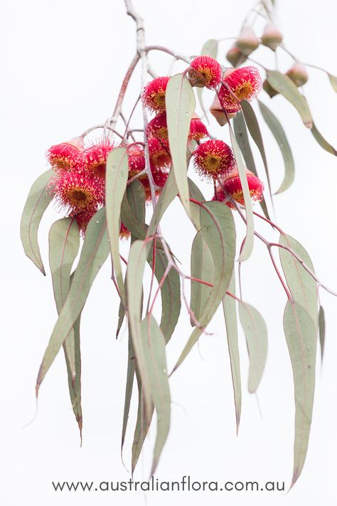 Acrylic Flower Painting, Australian Native Garden, Australian Wildflowers, Australian Flowers, Australian Native Flowers, Native Australians, Australian Plants, Animals And Birds, Australian Native Plants