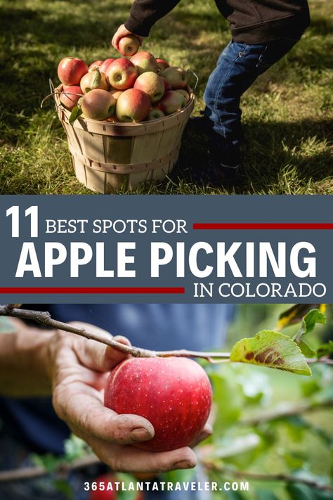 Fall is in the air, and that means apple picking season is right around the corner! If you're looking for a fun family activity that mixes fresh air, nice views, and delicious food, a Colorado U-pick apple orchard is the perfect destination. Here is some of the best apple picking Colorado has to offer! Top Family Vacations, Apple Picking Season, Southern Travel, Golden Colorado, Apple Farm, Fall Is In The Air, Fruit Picking, Colorado State University, Mountain Vacations