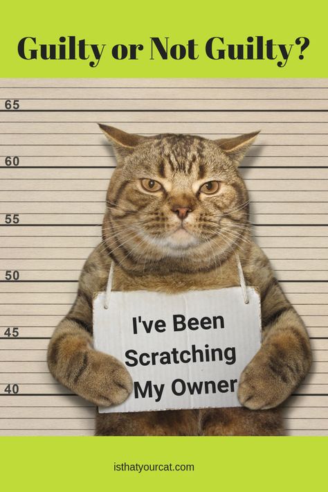 Anyone who owns a cat has probably been scratched. It does hurt and can frighten the kids.  It can also be stopped with some patience and some simple steps.#catscratch #whydoesmycatscratchme #catscratching #stopcatscratching Kitty Litter, Owning A Cat, Cat Scratch, Cat Behavior, Pet Life, Funny Cat Pictures, Cat Health, Healthy And Happy, Cat Scratching