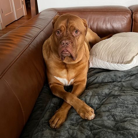 Rot Weiler, French Mastiff Dog, Bordeaux Dog, French Mastiff, Red French, Mastiff Dogs, Dog Lover, Cute Puppies, Cute Dogs