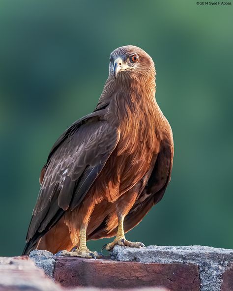 Black kite sitting on a brick wall Kite Tattoo, Kite Bird, Nikon D300, A Brick Wall, Sun God, Birds Of Prey, Brick Wall, Birdy, Cute Black