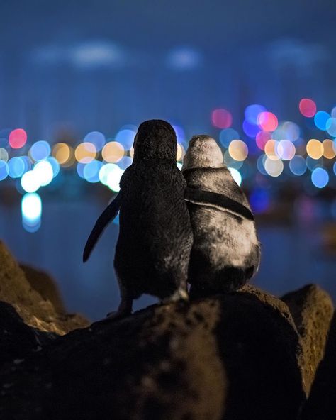 Penguin Hug, Melbourne Skyline, Heartwarming Photos, Touching Stories, Photography Awards, Ocean Photography, Beautiful Moments, Cute Photos, Animals Friends