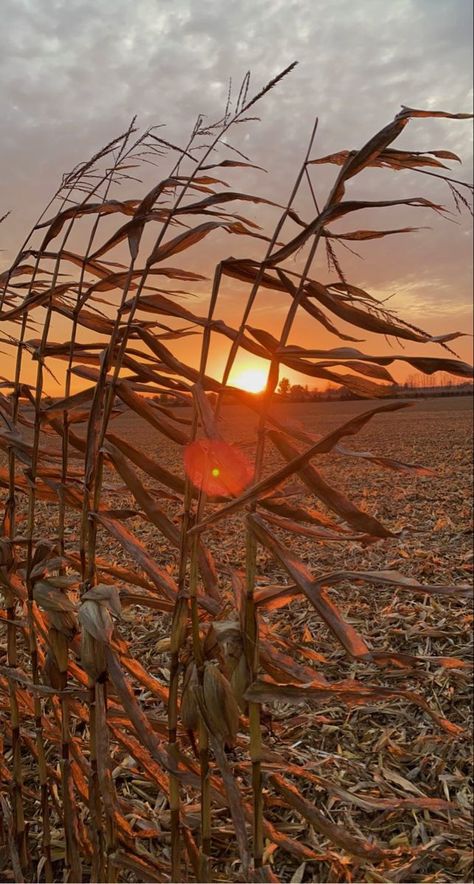 Agro Desenho, Country Backgrounds Iphone, Backgrounds Country, Backgrounds Sunset, Western Aesthetic Wallpaper, Foto Cowgirl, Country Sunset, Country Backgrounds, Country Photography