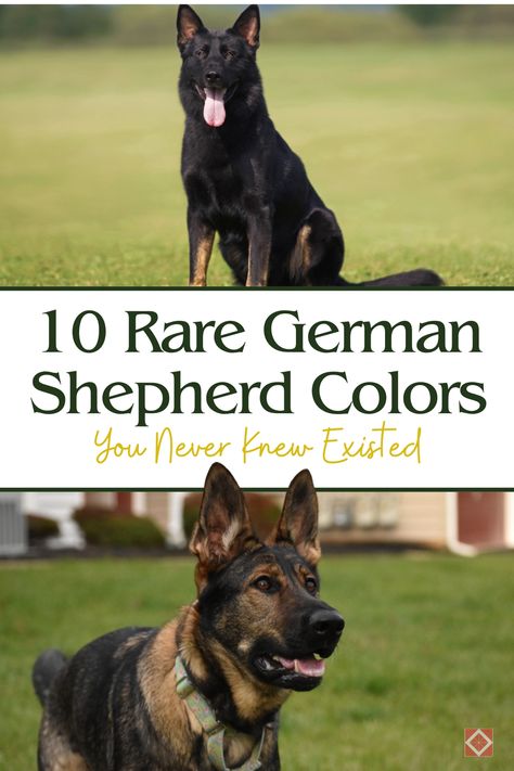 Prepare to be amazed by these rare German Shepherd colors! 🐾 From stunning sables to rare blues, these 10 coat colors are as unique as they are beautiful. Perfect for German Shepherd enthusiasts! Shiloh German Shepherd, Blue German Shepherd Puppies, Angry German Shepherd, German Dog Commands, Black Sable German Shepherd, German Shepherd Aesthetic, Panda German Shepherd, Czech German Shepherd, Brown German Shepherd