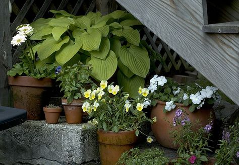 Under Stairs Garden, Ideas Under The Stairs, Stair Landing Decor, Back Stairs, Landing Decor, Striped Stair Runner, Garden Exterior, Metal Stair Railing, Rustic Stairs