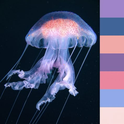 Jellyfish Costume, Colorful Jellyfish, Blue Jellyfish, Textiles Projects, Sea Colour, Mermaid Coloring, Color Palette Design, Color Inspo, Fish Design