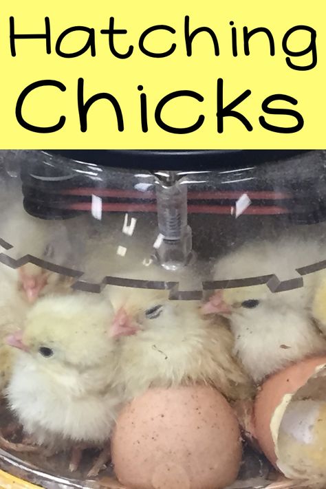 There is a picture of chicks in an incubator with the words Hatching Chicks. Compare And Contrast Chart, Life Cycle Of A Chicken, Hatching Chickens, Reading And Writing Activities, Farm Unit, Circle Time Activities, Social Studies Unit, Hatching Chicks, Spring Classroom