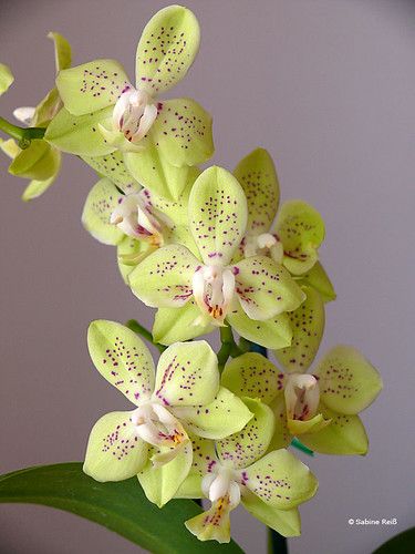 Orchid Photography, Green Orchid, Exotic Orchids, Orchids Garden, Blue Orchids, Phalaenopsis Orchid, Orchid Care, Beautiful Orchids, Rare Flowers