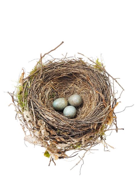 Eggs In Nest, Bird Nests Art, Nest Art, Egg Nest, Forest Color, Bird Eggs, Birds Nest, White Background Photo, Bird Artwork