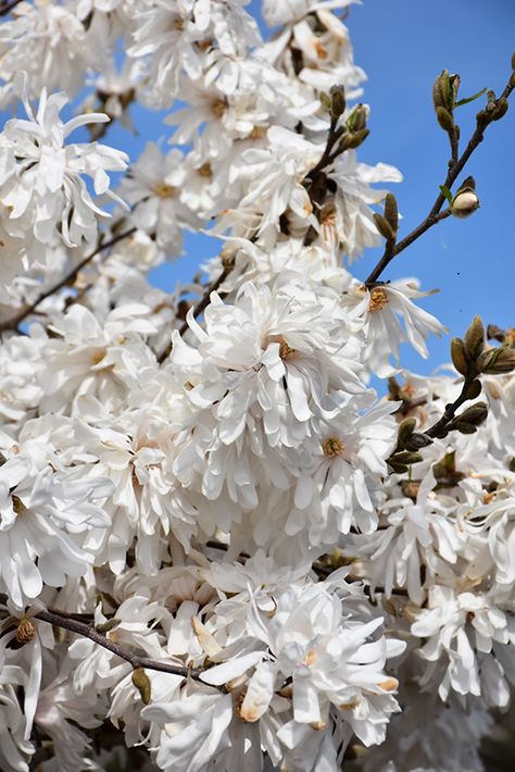 Royal Star Magnolia (Magnolia stellata 'Royal Star') at The Growing Place Royal Star Magnolia, Euonymus Alatus Compactus, Blue Star Juniper, Star Magnolia, Magnolia Stellata, Hydrangea Tree, Landscape Nursery, Low Maintenance Shrubs, Limelight Hydrangea