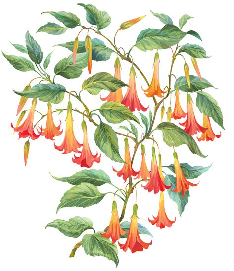 Trumpet Flower Illustration, Angels Trumpet Flower Drawing, Angels Trumpet Tattoo, Trumpet Tattoo, Angels Trumpet, Angel Flowers, Angel Trumpet, Tropical Painting, Trumpets