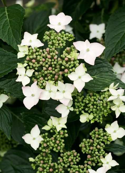 bits-of-lace-hydrangea-e2b177d7 Lace Hydrangea, Hydrangea Shade, Shrubs For Landscaping, Hydrangea Varieties, Types Of Hydrangeas, Bushes And Shrubs, Hydrangea Care, Hydrangea Colors, Hydrangea Garden