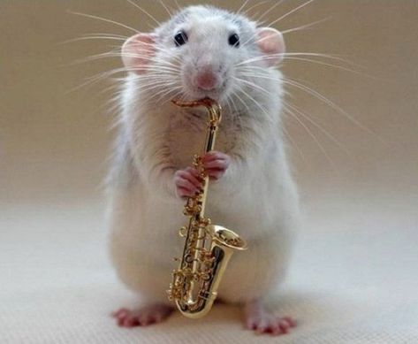 Ten Amazing Pictures of Rats Playing Musical Instruments Playing Instrument, Rat Tattoo, Animal Experiments, Funny Rats, Band Jokes, Music Jokes, Band Kid, Cute Rats, Pet Rats