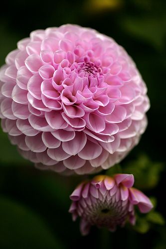 Pom Pom Chrysanthemum | Recent Photos The Commons Getty Collection Galleries World Map App ... Pom Pom Chrysanthemum, Pink Pom Pom, Chrysanthemum Flower, Floral Photography, Romantic Garden, Chrysanthemum, Flowers Photography, Dahlia, Garden Ideas