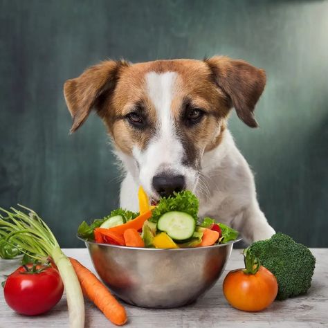 What Vegetables Can Dog Eat Safely