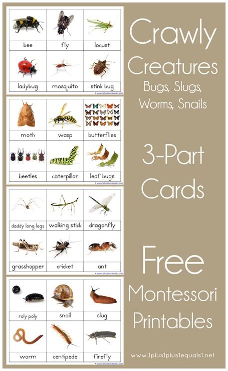 Insects Preschool, Montessori Science, Bugs Preschool, Insect Activities, Montessori Printables, Insects Theme, Montessori Preschool, Montessori Ideas, Printables For Kids