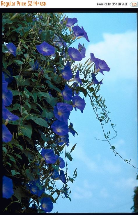 Morning Glory Seeds, Morning Glory Vine, Blue Morning Glory, Blue Morning, Garden Vines, Morning Glories, Vanuatu, Morning Glory, Turks And Caicos