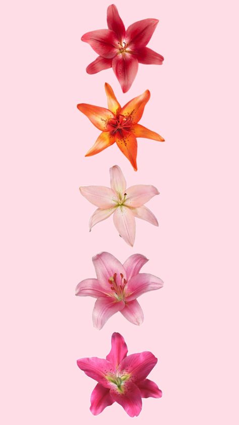 Lily aesthetic orchid aesthetic flower aesthetic preppy aesthetic tropical aesthetic ethereal aesthetic Orchid Aesthetic, Lily Aesthetic, Orchid Wallpaper, Aesthetic Tropical, Flowers Collage, Tropical Aesthetic, Lily Wallpaper, Aesthetic Preppy, Flower Collage