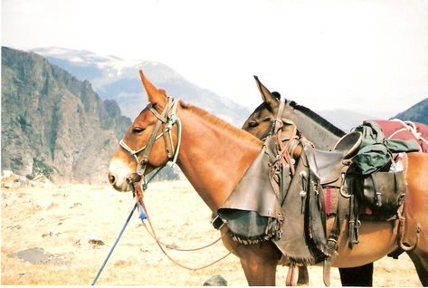 What's not to love? Pack Mule, Ranch Riding, Painted Hills, Animal Tracks, Horse Gear, Western Riding, Mini Farm, Happy Trails, Dark Horse