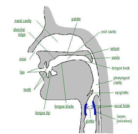 Place of articulation Place Of Articulation, Nasal Cavity, Shadow Pictures, Best Iphone Wallpapers, Paper Writing, Language Development, Custom Paper, Writing Help, Speech And Language