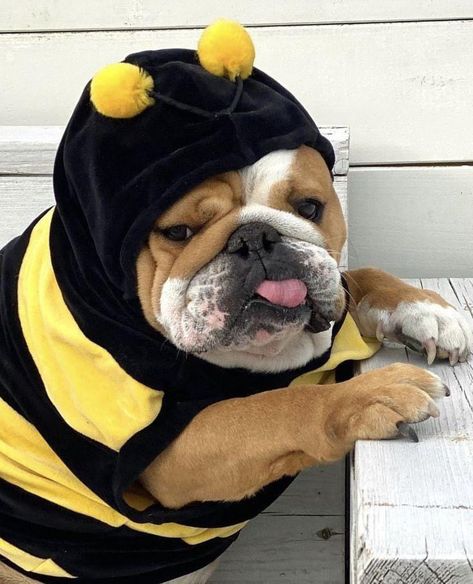 Bulldog Halloween Costumes, American Bully Dog, Bulldog Costume, English Bulldog Funny, Cute Bulldog Puppies, Dog Bulldog, Very Cute Puppies, Bulldog Funny, Cute Bulldogs