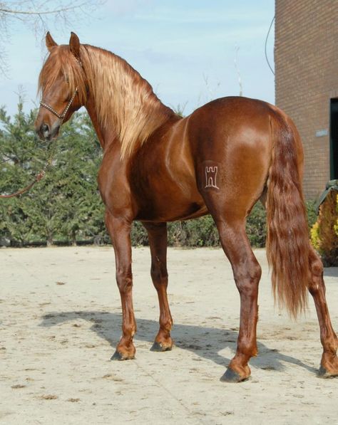 (96) Yeguada Soto Gil - Photos Horse Markings, Horse Coat Colors, Andalusian Horse, Black Horses, Most Beautiful Horses, Friesian Horse, Horse World, Majestic Horse, Chestnut Horse