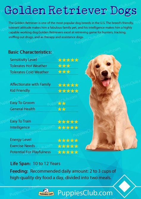 Solve any dog behavior problem tips Puppy Jumping, Golden Retriever Breed, Dog Emotions, Puppy Facts, Dog Breed Names, Working Dogs Breeds, Dog Behavior Problems, Dogs Training, Dog Business