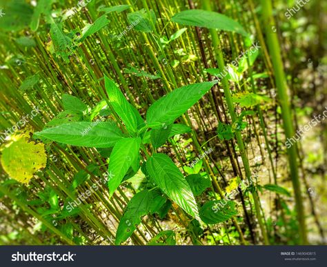 Green jute plant leaves. Jute cultivation in Assam in India #Ad , #Affiliate, #plant#leaves#Green#jute Jute Leaves, Plant Pictures, Plant Illustration, Plant Leaves, Royalty Free Stock Photos, Stock Images, Stock Photos, India, Plants