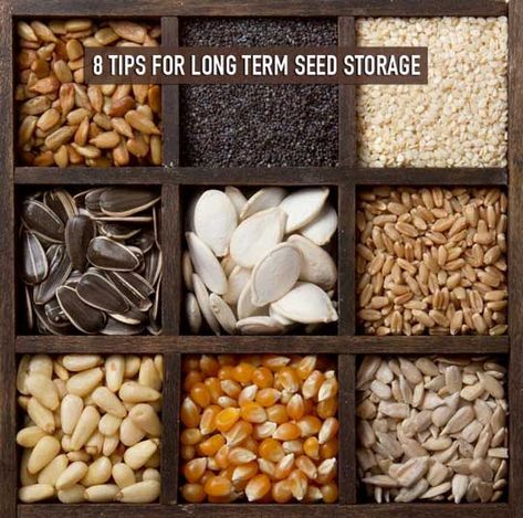 In total crisis there may be one thing that could be worth more than all of the gold and silver in the world, seeds. Seeds may end up being your lifeline in a total collapse. If you found yourself in a situation where you had to rely on your seed stores, how can you … Seed Vault, Seed Storage, Edible Seeds, Survival Gardening, Seed Bank, Seed Saving, Growing Grapes, Sustainable Food, Heirloom Seeds