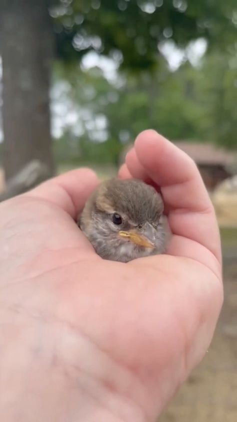 givemeyourvoice on Instagram: ✨ … “in order to see #birds it is necessary to become a part of the silence.” - Robert Lynd - . #bird #birdsofinstagram #givemeyourvoice… Bird Pic, Army Haircut, Dog Snapchats, Fall Photography Nature, Fat Bird, Birds Photography Nature, Fall Photography, Shiva Photos, Fruit Wallpaper