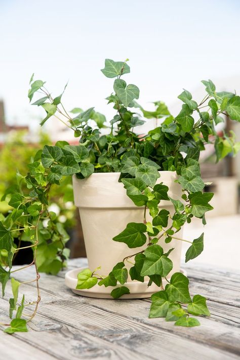 English Ivy Plant Profile English Ivy Plant Indoor, Ivy Plant Care, English Ivy Indoor, Potted Ivy, Indoor Ivy, Ivy Plant Indoor, Wall Climbing Plants, English Ivy Plant, Ivy Flower