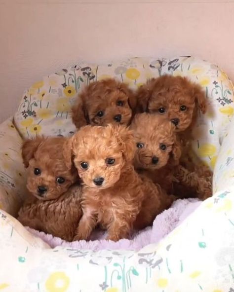 Cute Little Pups 😍 on Instagram: "How precious are this little Bear's 🧸❤️😍 ➖ Rate this cuteness out of 10 💗 ➖ Follow our page👉@cutelittlepupsofig for a daily dose of cuteness! 😍🤗 - Tag someone who needs to see this💙 - Credit by 🎥 @wanwanasuka - Follow 👉 @cutelittlepupsofig Follow 👉 @cutelittlepupsofig Follow 👉 @cutelittlepupsofig - DM us for featuring pricing ❤ . . . . . . . #toypoodle #poodle #dog #dogsofinstagram #dogstagram #poodlesofinstagram #puppy #poodlelove #dogs #instadog #p Cute Tiny Puppies, Baby Dogs Puppy, Cute Dogs And Cats, Cute Fluffy Puppies, Baby Pets, Cute Fluffy Dogs, Cute Small Dogs, Toy Poodles, Toy Poodle Puppies