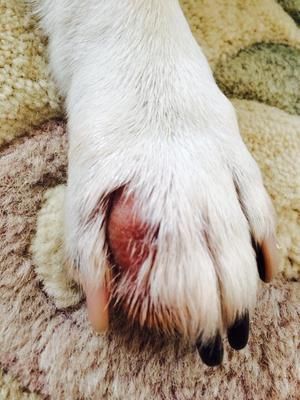 Today we noticed our dog has a red, shiny bump on the top of one of his paw.  It appears inflamed.  It's located between two of his fingers, on the outer Dog Licks Paws Remedy, Yeast Dog Paw, Red Paws On Dogs Remedies, Dog Paw Remedies, Dog Paw Protection, Dog Paw Care, Dog Skin Allergies, Cleaning Dogs Ears, Dog Hot Spots