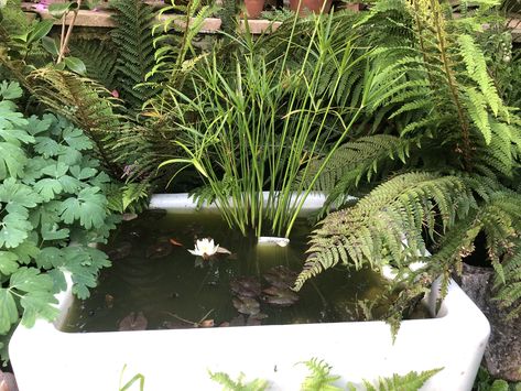 Garden Belfast Sink Ideas, Butler Sink Pond, Belfast Sink Garden, Belfast Sink Water Feature, Belfast Sink Garden Pond, Belfast Sink Pond, Modern Wildlife Pond, Small Garden Wildlife Pond, Container Pond