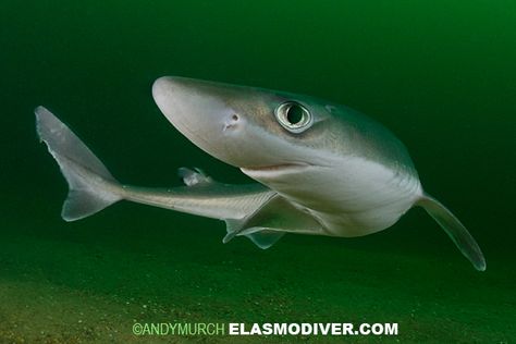 Spiny Dogfish Spiny Dogfish, Dogfish Shark, New England Usa, Shark Diving, Under Water, Silly Animals, Nature Photographs, Ocean Animals, Picture Library