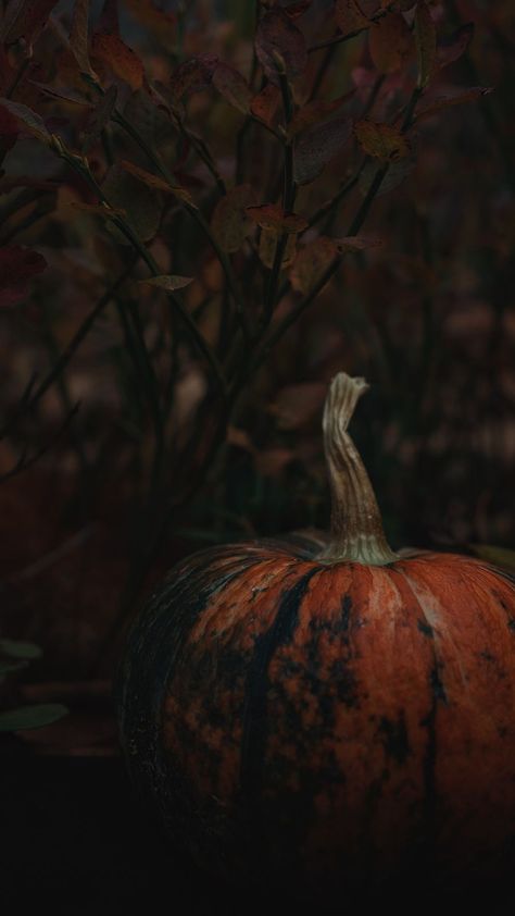 Halloween Forest Aesthetic, Witch Autumn Aesthetic, Autumn Pumpkin Aesthetic, Autumn Dark Aesthetic, Fall Goblincore, Witch Aesthetic Halloween, Dark Autumn Aesthetic, Pumpkin Aesthetic, Leaves Wallpaper Iphone