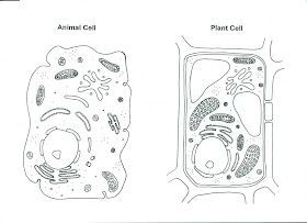 ARTimus Prime: 6th Grade- Watercolor Cells Typical Plant Cell, Plant Cell Drawing, Animal Cell Drawing, Cell Drawing, Sketch Notes Doodles, Plant Cell Diagram, Plant Cell Structure, Human Body Worksheets, Cell Diagram