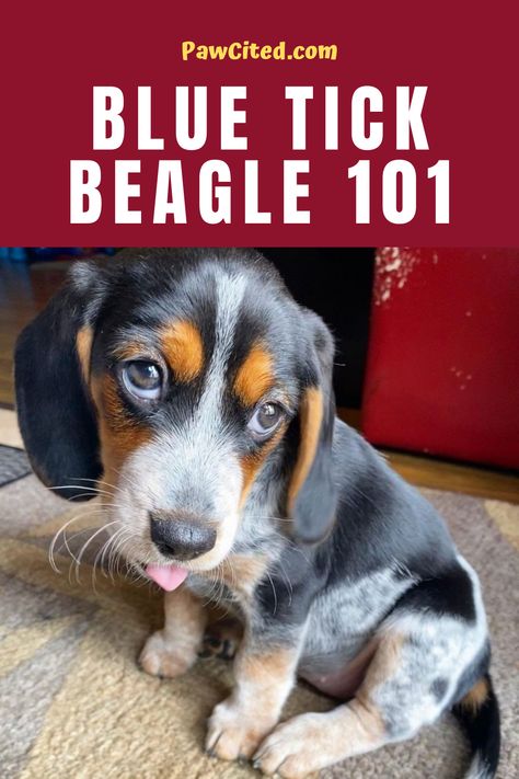 Blue Tick Beagle Puppy, Bluetick Beagle, Types Of Beagles, Black Beagle, Blue Beagle, Blue Tick Beagle, Top Facts, Beagle Breeds, Dog 101