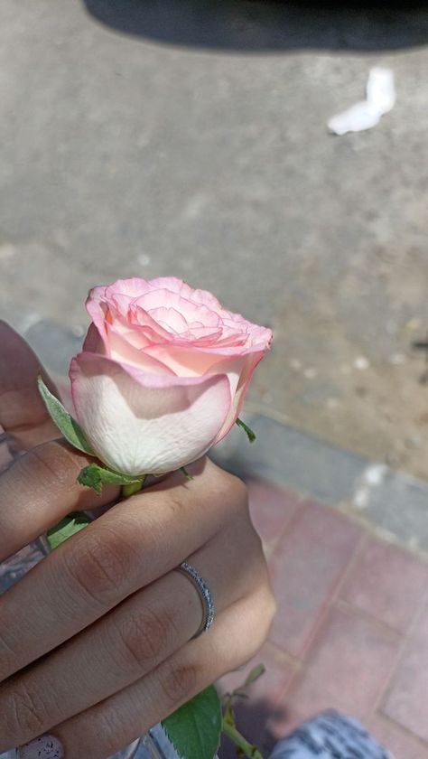 Flower In Hand Snap, Rose Snap Story, Pink Desi Aesthetic, Rose Snap, Rose In Hand, Rose Pic, Nightclub Aesthetic, Photos For Profile Picture, Munnar