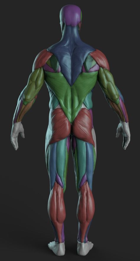 Drawing Human Anatomy, Body Muscle Anatomy, Zbrush Anatomy, 남성 근육, Human Muscle Anatomy, Human Anatomy Reference, Human Anatomy For Artists, Anatomy Images, 3d Anatomy