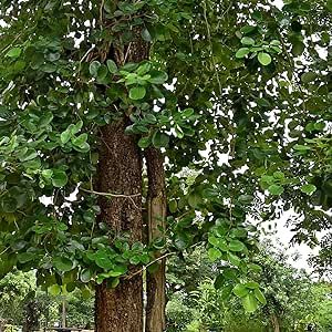 Red Sandalwood Tree Seeds (Pterocarpus santalinus) Packet of 5 Seeds Red Sandalwood Tree, Sandalwood Tree, Summer Crops, Poultry Business, Precision Agriculture, Red Sandalwood, Farm Business, Agricultural Practices, Crop Rotation