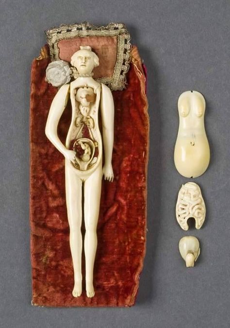 Female ivory anatomical figure, 17th-18th Century. Hand crafted medical reference object used by doctors of the day. Wellcome Images, Vintage Medical, Science Museum, Arte Inspo, Human Being, Weird And Wonderful, Antique Dolls, Alchemy, Assemblage